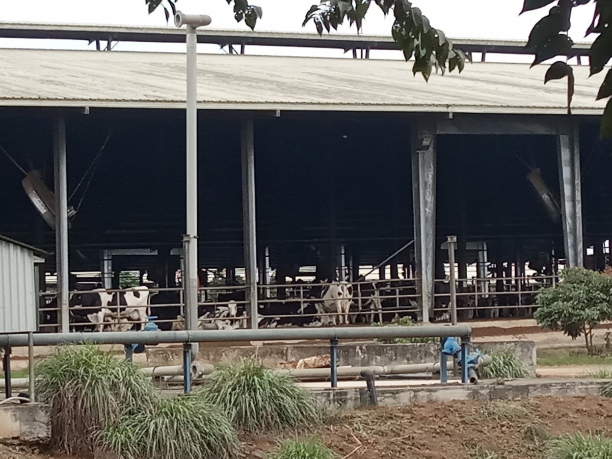 Trang trại bò tại Công ty cổ phần sữa TH
